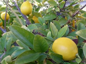 Mom's.Lemon.Tree